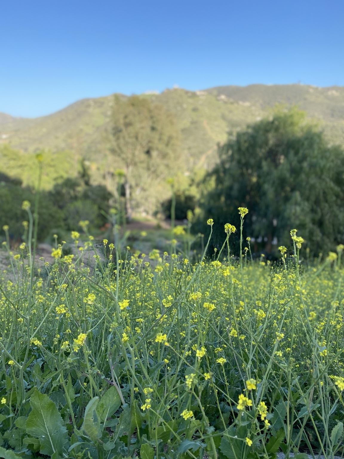 Wildflowers and East County hills